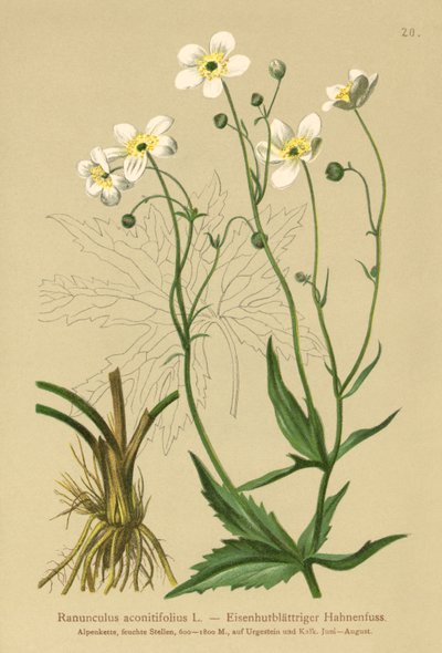 Weiße Knopfblume (Ranunculus aconitifolius) von German School