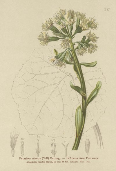 Weißer Pestwurz (Petasites niveus, Petasites albus) von German School