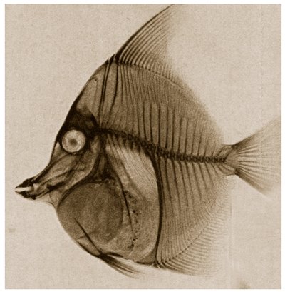 Röntgenaufnahme eines Fisches von German School