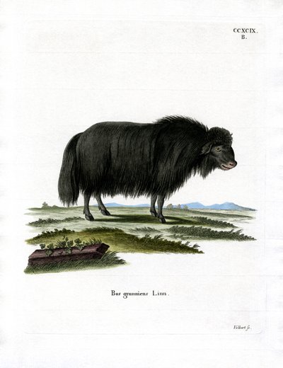 Yak von German School