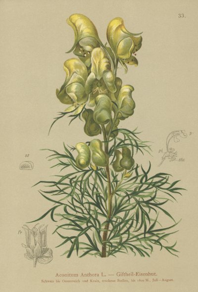 Gelber Eisenhut (Aconitum anthora) von German School