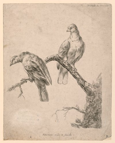 Zwei Vögel auf einem Ast von Gilles Demarteau