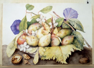 Unbekanntes Bild von Giovanna Garzoni