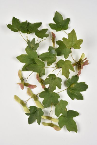 Campestre Acer/Landahorn/Kleiner Ahorn von Phillipe de Marlier