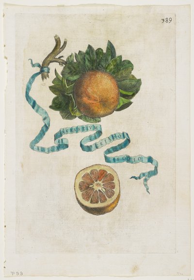Aurantium Crispo Folio, aus Hesperides, 1646 von Giovanni Battista Ferrari
