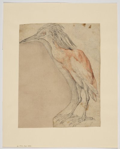 Reiher, recto von Giovanni da Udine (after)