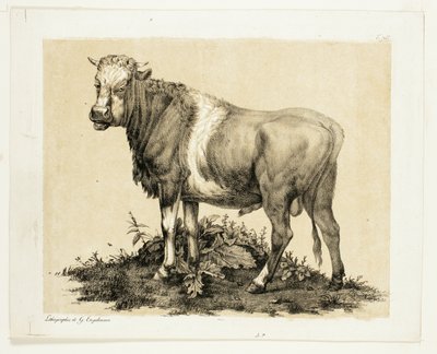 Der Stier von Gottfried Engelmann