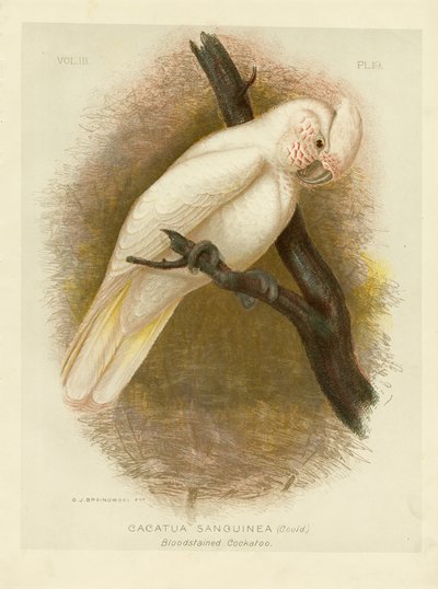 Blutbefleckter Kakadu, 1891 von Gracius Broinowski