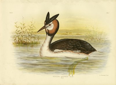 Haubentaucher von Gracius Broinowski
