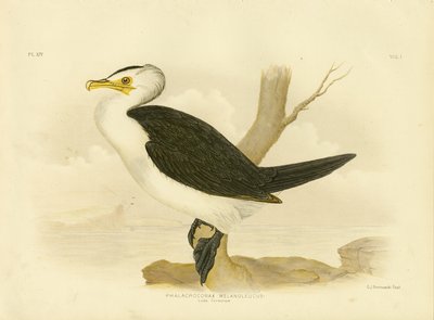 Kleiner Kormoran, 1891 von Gracius Broinowski