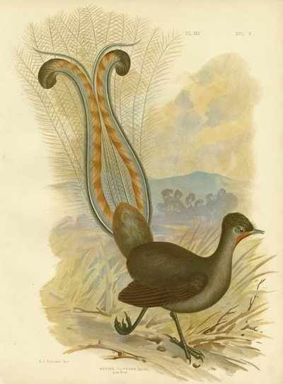 Leierschwanz, 1891 von Gracius Broinowski