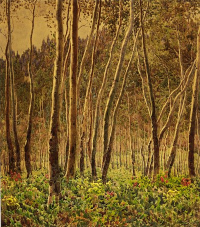 Sonnenbeschienene Birken von Gunnar Widforss