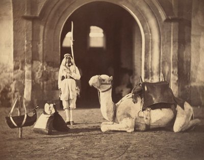 Kamel, das liegt, ca. 1866 (Fotogravur) von Gustave Le Gray