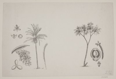Botanisches Blatt aus Schouws Schriften von H. C. Henneberg