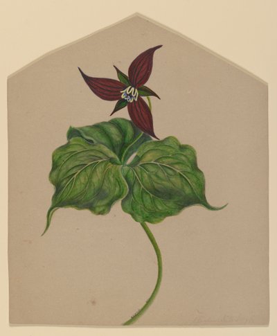 Burgunderrote Blume von H. Lynde