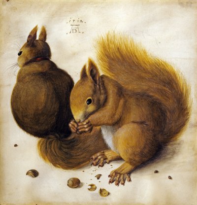 Zwei Eichhörnchen von Hans Hoffmann