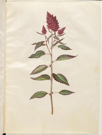 Amaranthus cruentus (Roter Amarant) von Hans Simon Holtzbecker