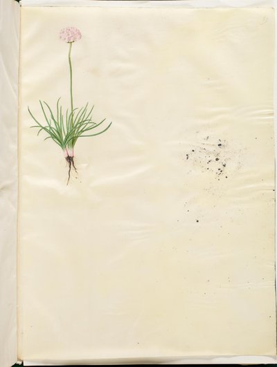 Armeria maritima (Gewöhnliches Grasnelken) von Hans Simon Holtzbecker