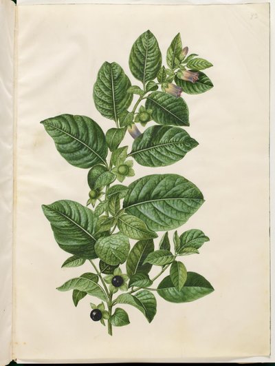 Tollkirsche (Belladonna) von Hans Simon Holtzbecker