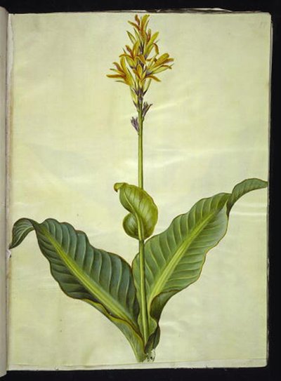 Canna indica (Essbare Kanna) von Hans Simon Holtzbecker