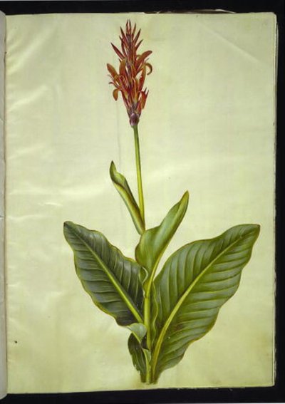 Canna indica (essbare Kanna) von Hans Simon Holtzbecker