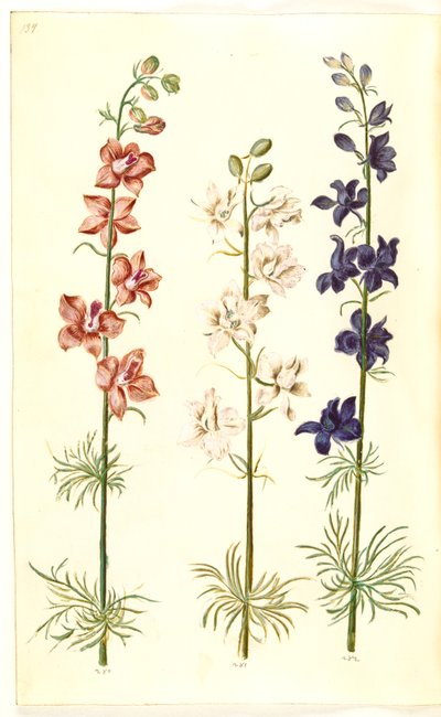 Rittersporn (Consolida ajacis) von Hans Simon Holtzbecker