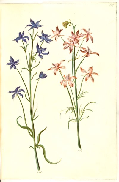 Consolida regalis (Korn-Rittersporn) von Hans Simon Holtzbecker