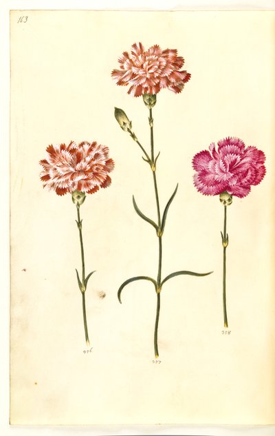 Nelke (Gartennelke) von Hans Simon Holtzbecker