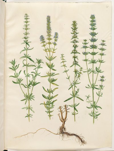 Hyssopus officinalis (echter Ysop) von Hans Simon Holtzbecker