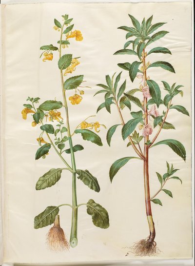 Springkraut (Impatiens noli-tangere); Gartenbalsamine (Impatiens balsamina) von Hans Simon Holtzbecker
