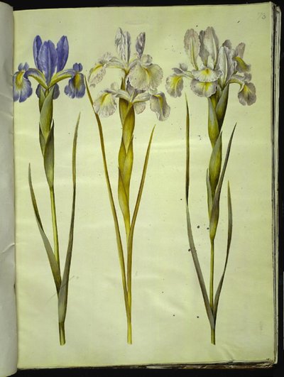 Iris latifolia (englische Iris) von Hans Simon Holtzbecker