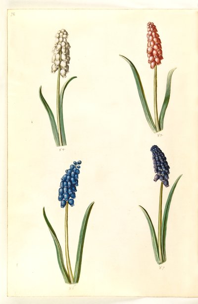 Muscari botryoides (gewöhnliche Traubenhyazinthe) von Hans Simon Holtzbecker