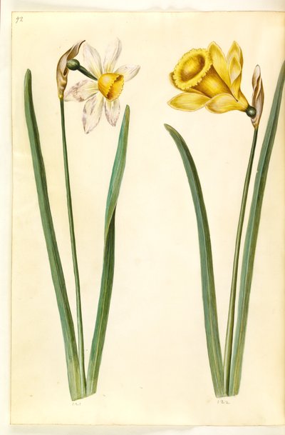 Narzisse ×incomparabilis (Garten-Narzisse); Narzisse pseudonarcissus (Osterglocke) von Hans Simon Holtzbecker