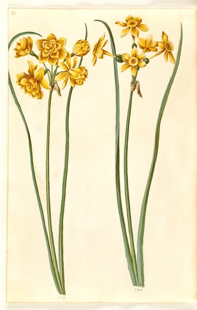Narzisse jonquilla (Sumpf-Narzisse) von Hans Simon Holtzbecker