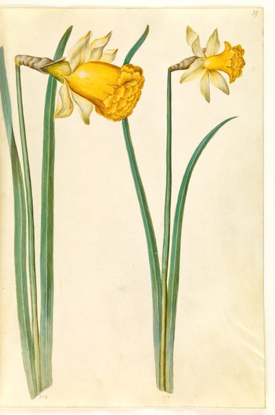 Narcissus pseudonarcissus (Osterglocke) von Hans Simon Holtzbecker