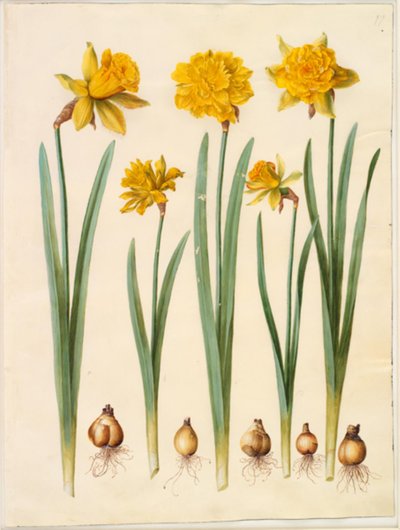 Narzisse von Hans Simon Holtzbecker