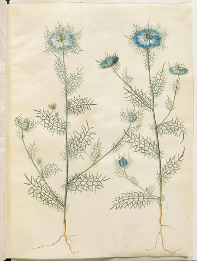 Nigella damascena (Jungfer im Grünen) von Hans Simon Holtzbecker