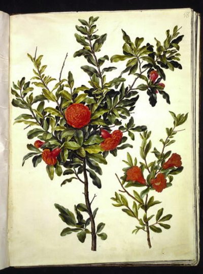 Punica granatum (Granatapfel) von Hans Simon Holtzbecker