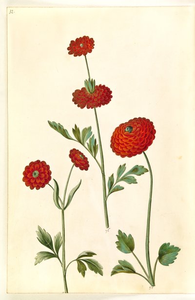 Ranunculus asiaticus (Garten-Ranunkel) von Hans Simon Holtzbecker