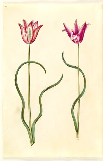 Tulipa clusiana (Clusius-Tulpe) von Hans Simon Holtzbecker