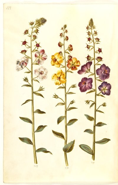 Verbascum blattaria (Motten-Königskerze); Verbascum phoeniceum (Purpur-Königskerze) von Hans Simon Holtzbecker