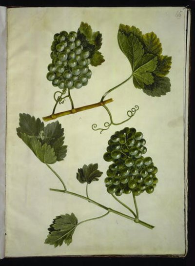 Vitis vinifera (gemeine Weinrebe) von Hans Simon Holtzbecker