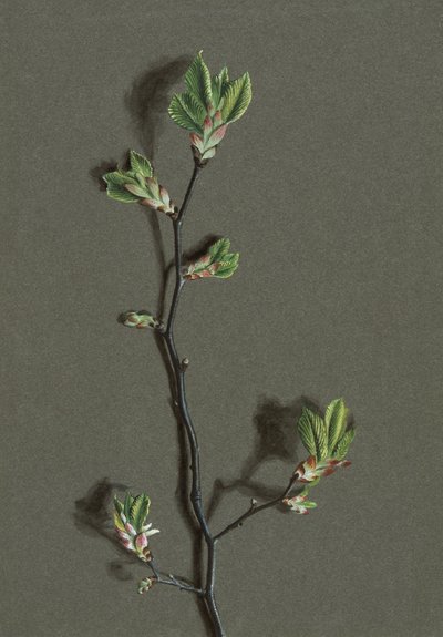 Ulmus glabra Huds Wych Ulme, ca. 1870-1920 von Harold Drinkwater