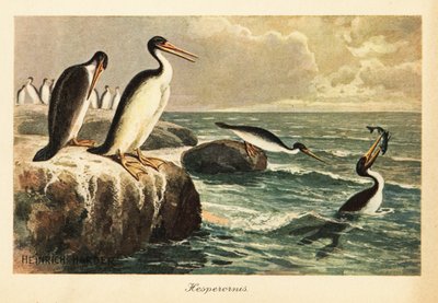 Hesperornis regalis, ausgestorbener flugunfähiger Vogel, Kreidezeit von Heinrich Harder