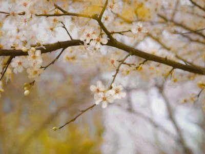Goldener Frühling, 2019 von Helen White