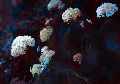 Im blassen Mondlicht, 2019 von Helen White