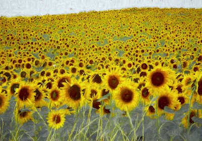 Sonnenblumenfeld von Helen White