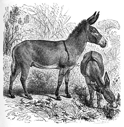 Afrikanischer Wildesel, um 1900 von Helena J. Maguire