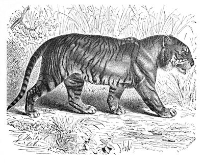 Bengalischer Tiger, ca. 1900 von Helena J. Maguire