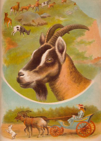Die Ziege, ca. 1900 von Helena J. Maguire
